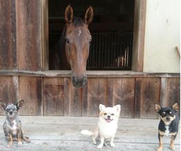 Hundeschule DOGS4LIFE.CH Bild 6