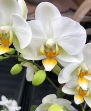 Pépinière Côté Jardin image 4