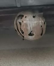 Priouzeau Pro Nuisibles image 7