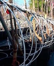 Les Pépinières du Mas Gource image 2