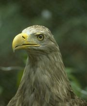 Wildpark Eekholt KG Bild 3