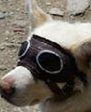 Clínica Veterinaria Manoteras imagen 3