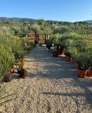 Pépinière Jolijardin image 2