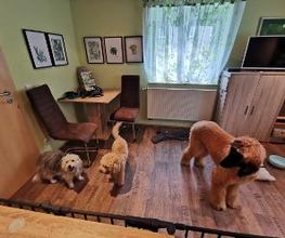 H.O.N.A.S - Mobile Hundeschule Bild 10