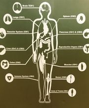 The Carolina HEMP Cabinet image 13