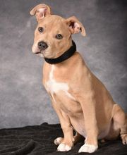 Éduc'Instinct image 4