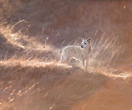 Tierfotografie Susanne Elendt Bild 9