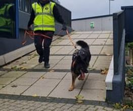 KaNi.Dogs-Olpe Mantrailing meets Fun Bild 5