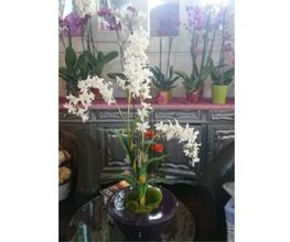 Eth_Jardineria-centro-de-flores-05-g.jpg