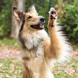 Dog College Franken