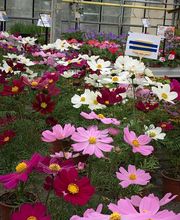 SCEA DE BEAUNE image 12