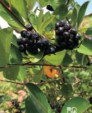 Biohof Beckerwerth Bild 10