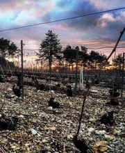 Champagne André Diligent et Fils image 5