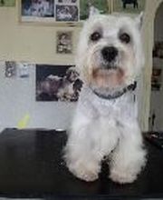 Aline Toilettage image 15