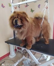 AU TOUTOU MARANS image 19