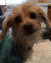 Copeland Insurance Agency, Inc. image 4