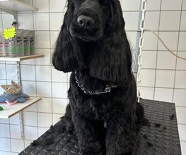 Au Chien Chic image 3