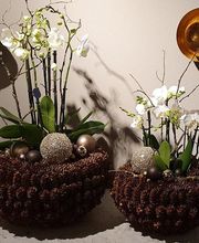 Blumen und Pflanzen Bild 9