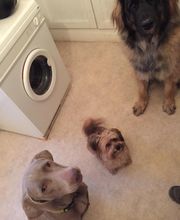 PATTE Z' EN CINQ - AURORE DI FELICE image 18