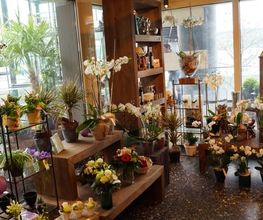 Blumen Eichenberger Horgen Bild 8
