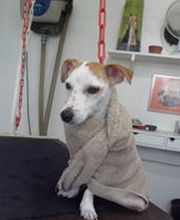 Au Chien Zen image 1