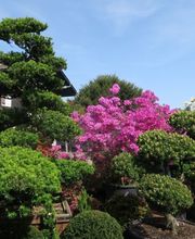 Kummer Gartenbau - Pflanzenoase Bild 8