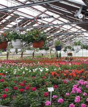 Rüegg Blumen Bild 6