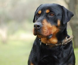 Reinado Canino imagen 13