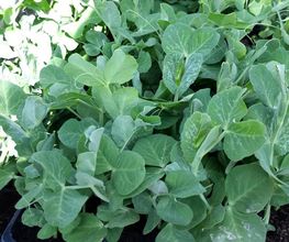 BJL Potager image 16