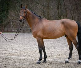 Reitsportzentrum St. Josefen AG Bild 13