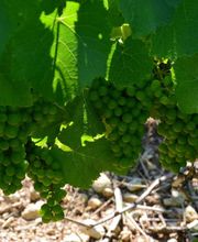 Champagne Huguenot-Tassin image 3