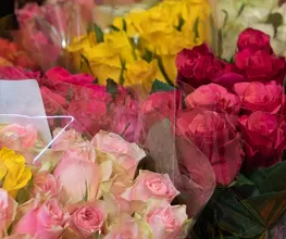 Blumenabteilung
Die Pflanzen und Blumen von Bart und Bastian kommen direkt aus Holland in unseren Markt. Ob als liebevolles Geschenk oder zur Verschönerung des eigenen Zuhauses: Die farbenfrohen, saisonal abgestimmten Schnitt- und Topfblumen für drinnen und draußen bringen Freude in jeden Alltag!