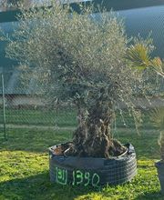 Valerie Maille image 1