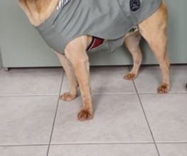 Sharpei_Cevemir.jpg