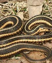 ecoPRO Wildlife Solutions image 4