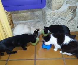 CATROGATOS imagen 6