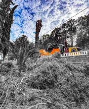 Sector Arbol imagen 10