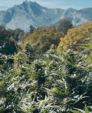 High Mountain Sàrl Bild 1