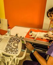 Clinica Veterinaria Leonardo da Vinci immagine 19