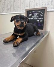 Brookhill Animal Hospital image 10