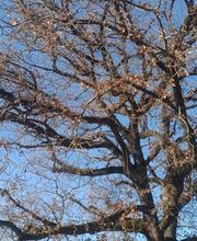 En Vie...d'Arbres image 11