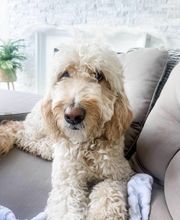 Middendorf Animal Hospital & Laser Centre image 11