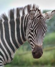 Tierpark Nadermann Bild 4