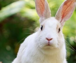 Zürcher Tierschutz Bild 7