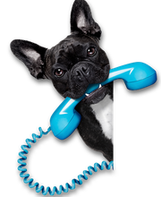 A L'eau Toutou image 6