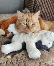 Speedy- Service Dienstleistung mit Herz für Mensch und Tier von Remetschwil Bild 9