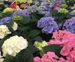 Les Halles aux Fleurs image 11