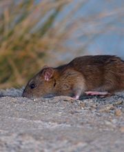 Désinsectetout image 2