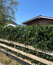 Haus-&Gartenservice Rose Bild 24