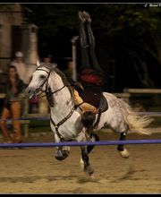 Cascades et Fantaisies Equestres image 2